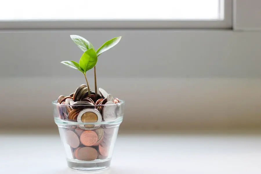 Plant growing in money jar
