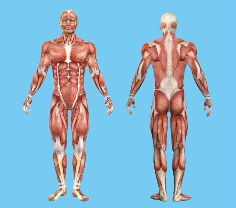 Muscular diagram 