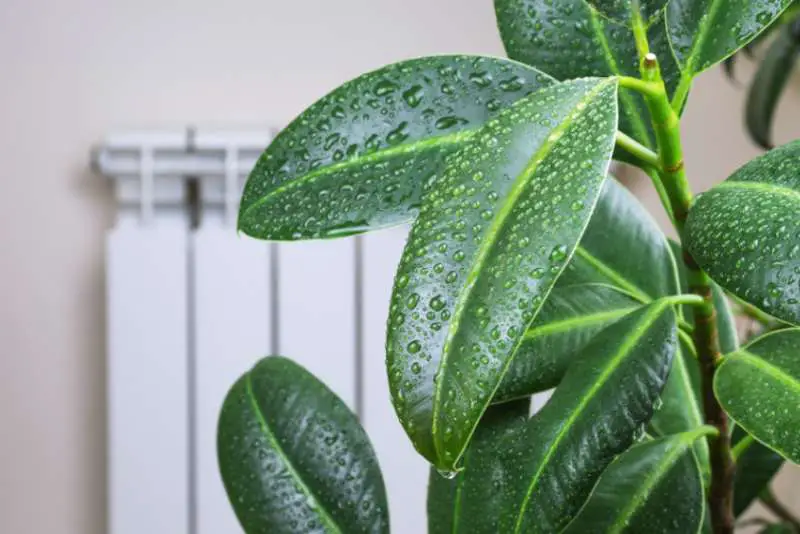 A house plant covered in condensed water from air humidity 
