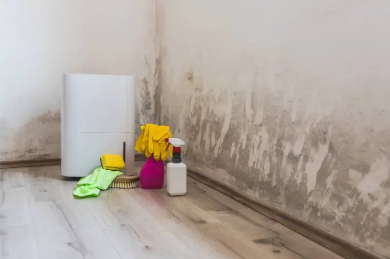 A moldy wall with a dehumidifier purifier next to it